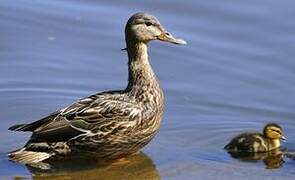 Mallard