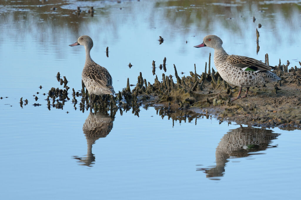 Canard du Capadulte