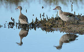 Cape Teal