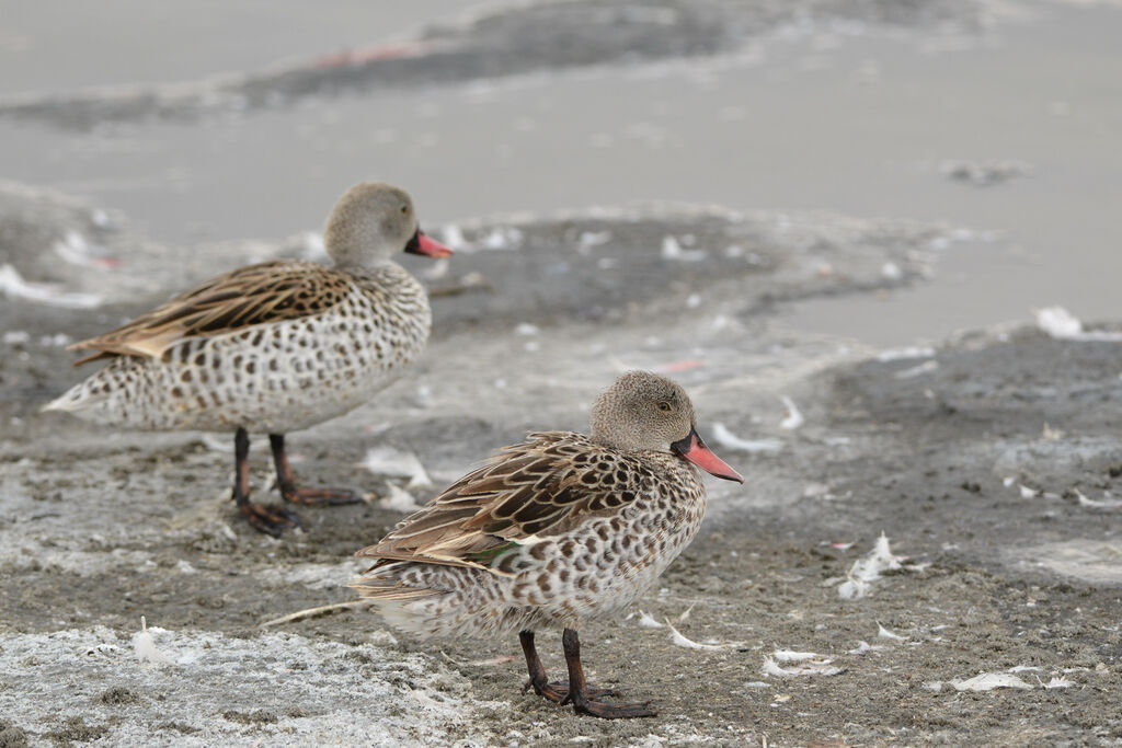 Cape Tealadult