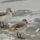 Canard du Cap