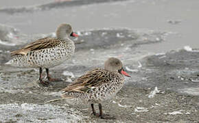 Cape Teal