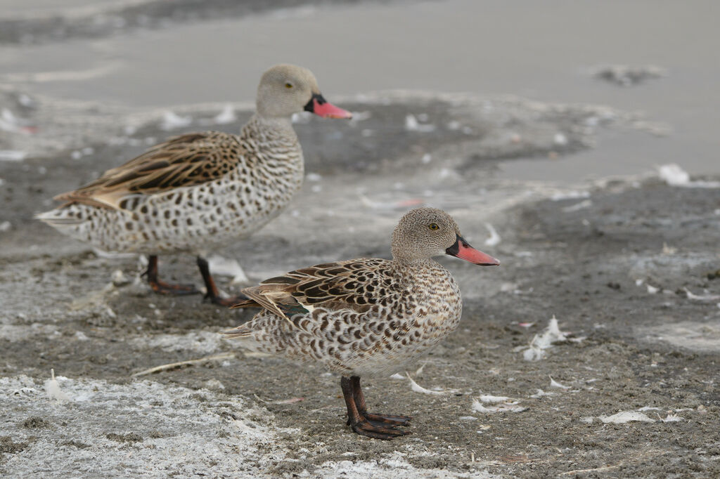 Canard du Capadulte