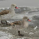 Canard du Cap