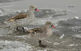 Cape Teal