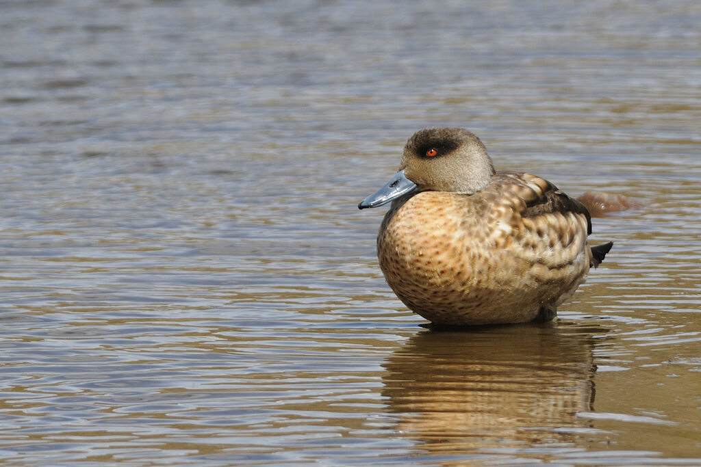 Crested Duckadult, identification