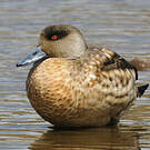 Canard huppé