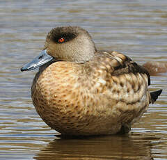 Canard huppé