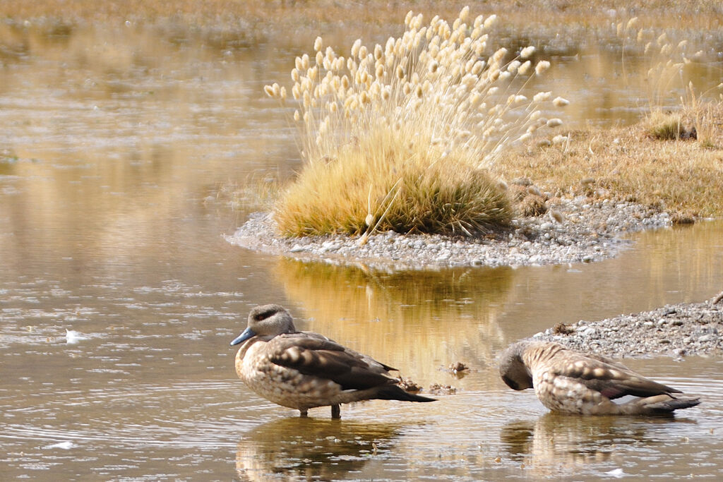 Crested Duckadult