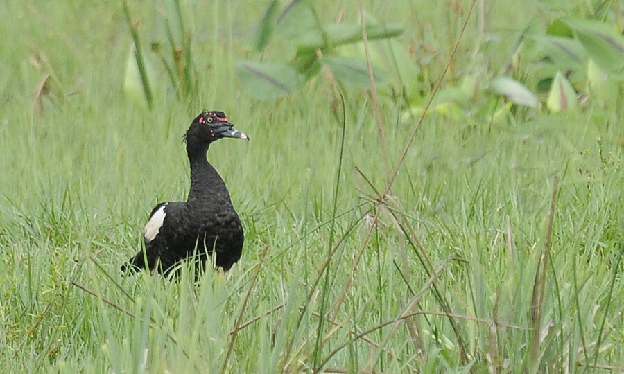 Canard musqué mâle adulte