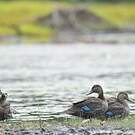 Canard noir
