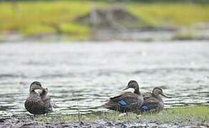 American Black Duck