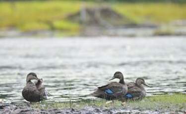 Canard noir