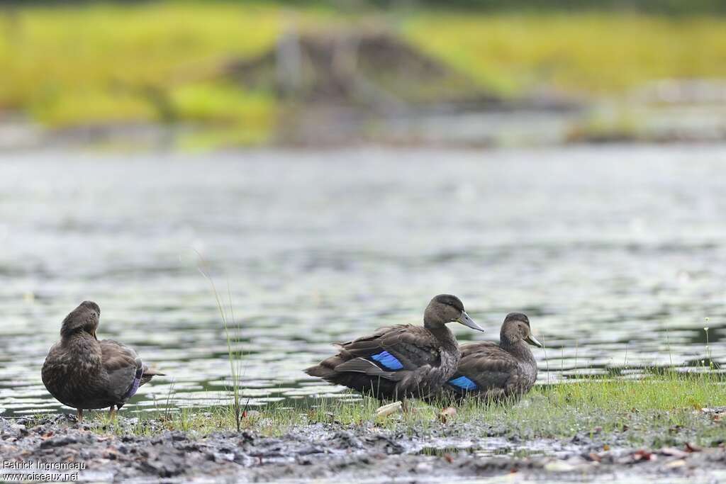 Canard noiradulte internuptial, habitat, pigmentation