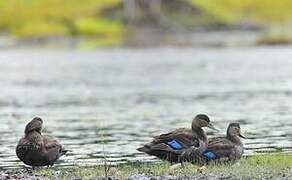 Canard noir