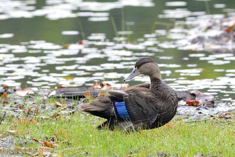 American Black Duck male adult post breeding, identification
