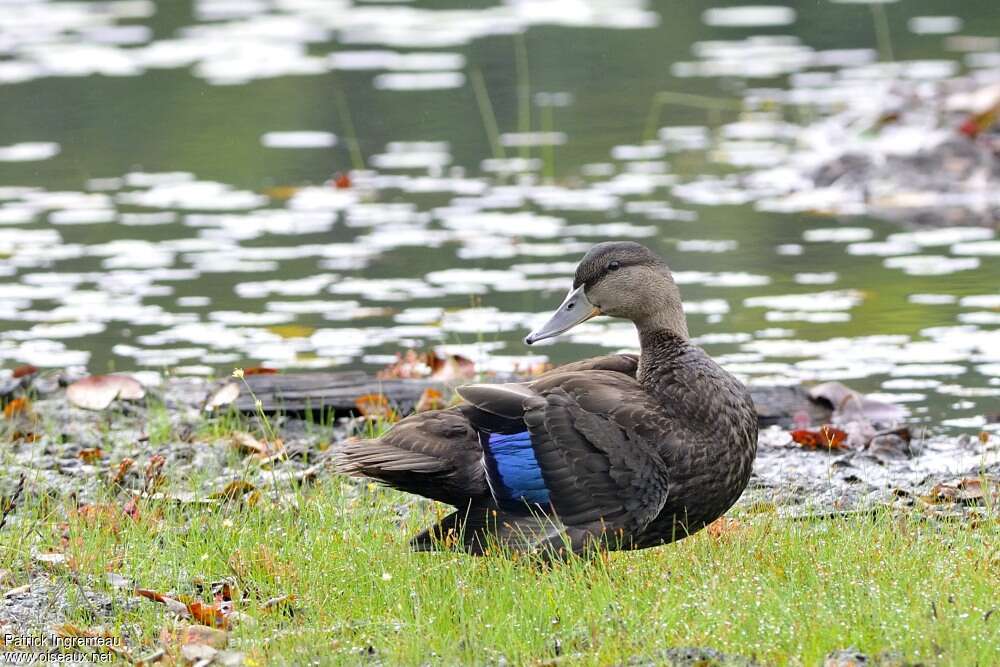 Canard noir mâle adulte internuptial, identification