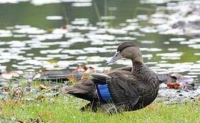 Canard noir