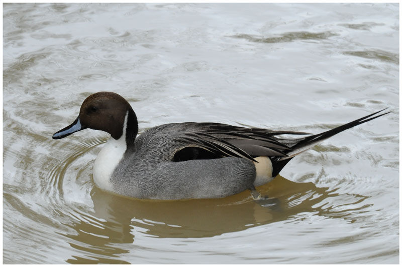 Canard pilet mâle adulte