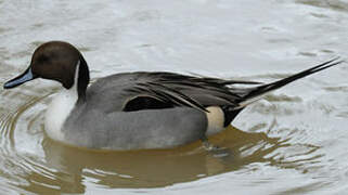 Northern Pintail