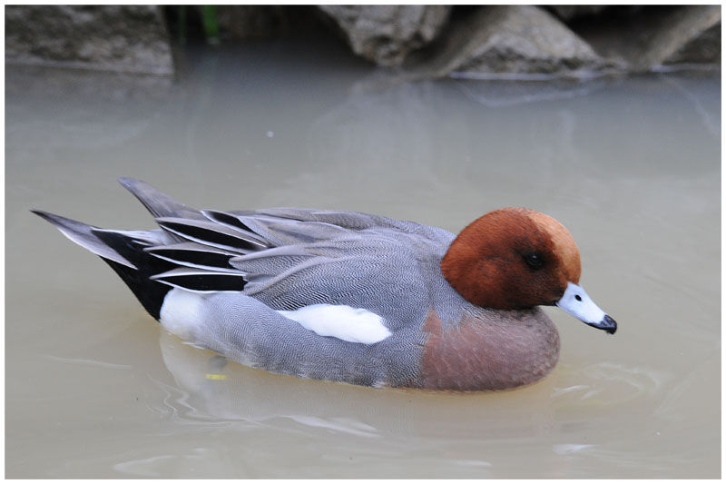 Canard siffleur mâle adulte