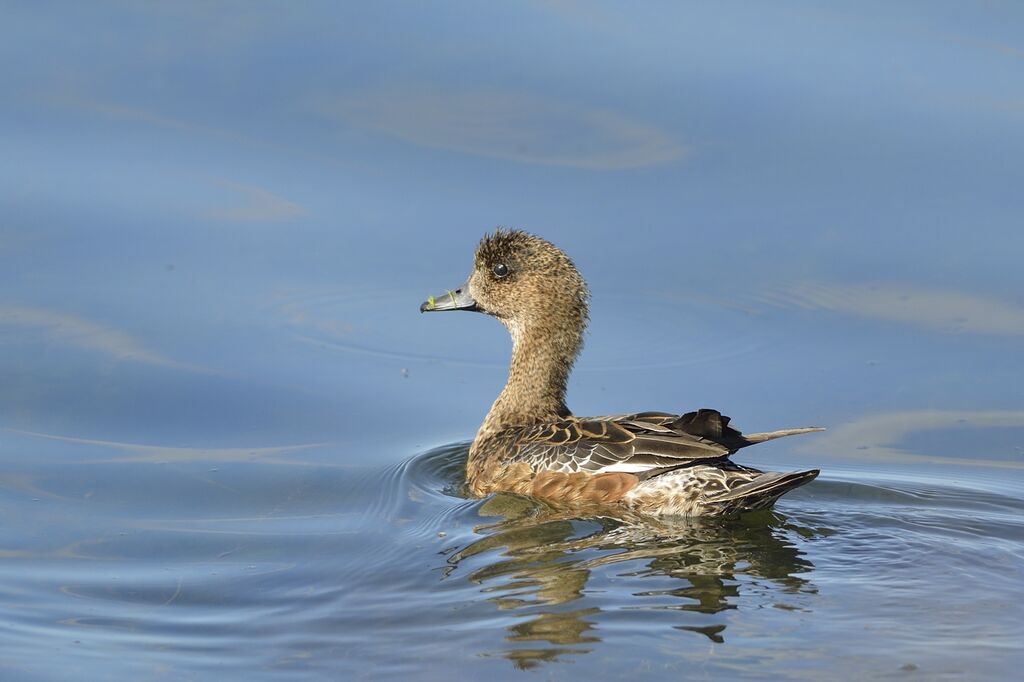 Canard siffleur femelle