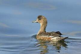 Canard siffleur