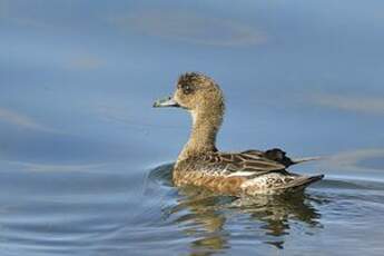 Canard siffleur