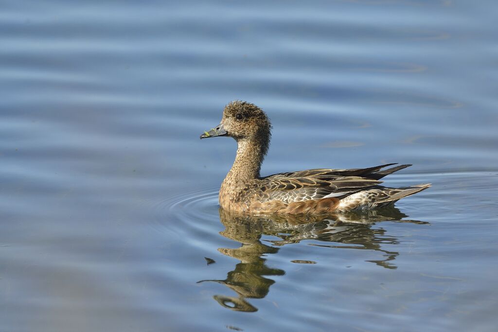 Canard siffleur femelle