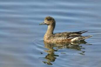 Canard siffleur