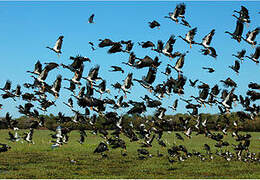 Magpie Goose