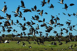 Magpie Goose