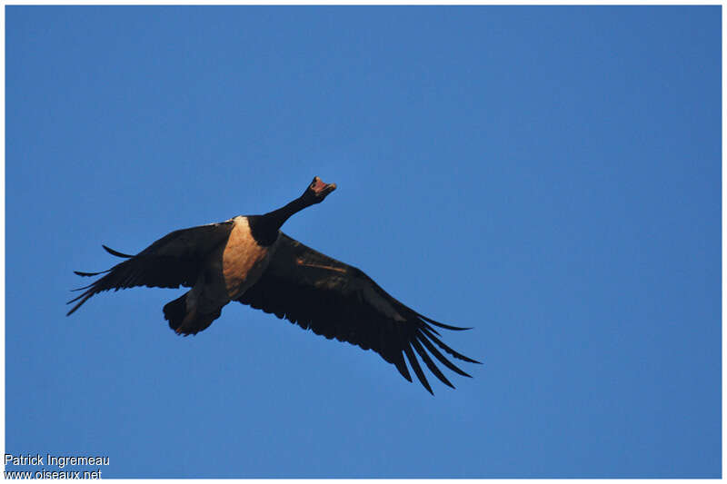 Magpie Goose male adult, Flight