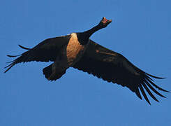 Magpie Goose