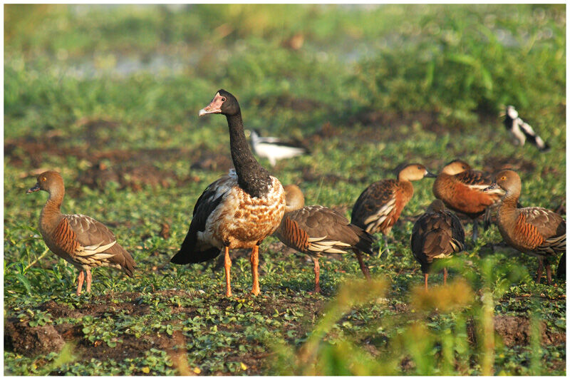 Magpie Goose male adult