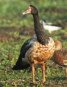 Magpie Goose