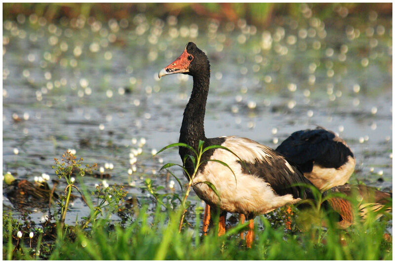 Magpie Goose male adult
