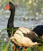 Magpie Goose