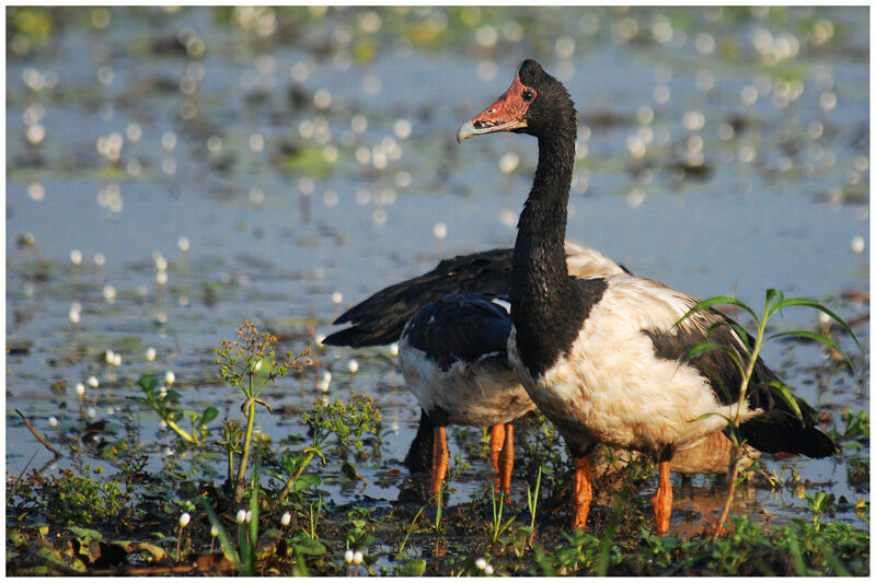 Magpie Goose male adult