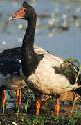 Magpie Goose