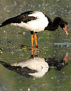 Magpie Goose