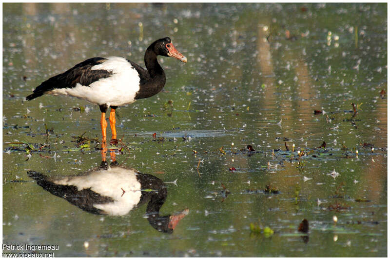 Magpie Goose male adult breeding, identification