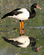 Magpie Goose