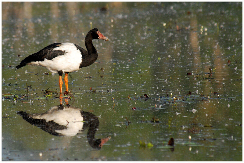 Magpie Goose male adult