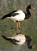 Magpie Goose