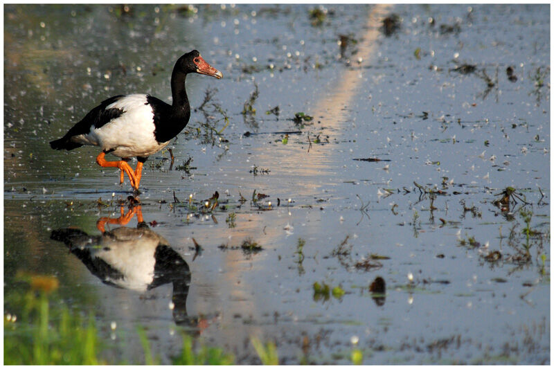 Magpie Goose male adult