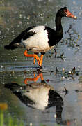 Magpie Goose