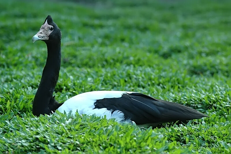 Magpie Goose