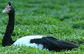 Magpie Goose