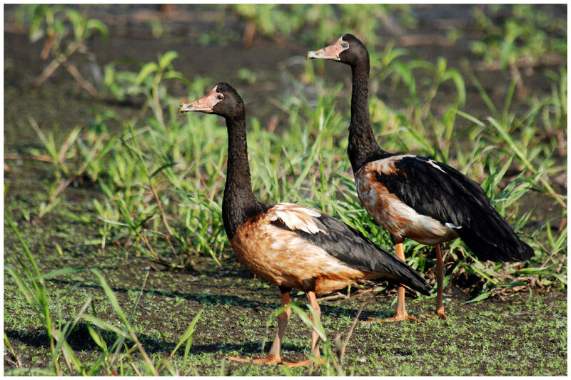 Magpie Goose adult